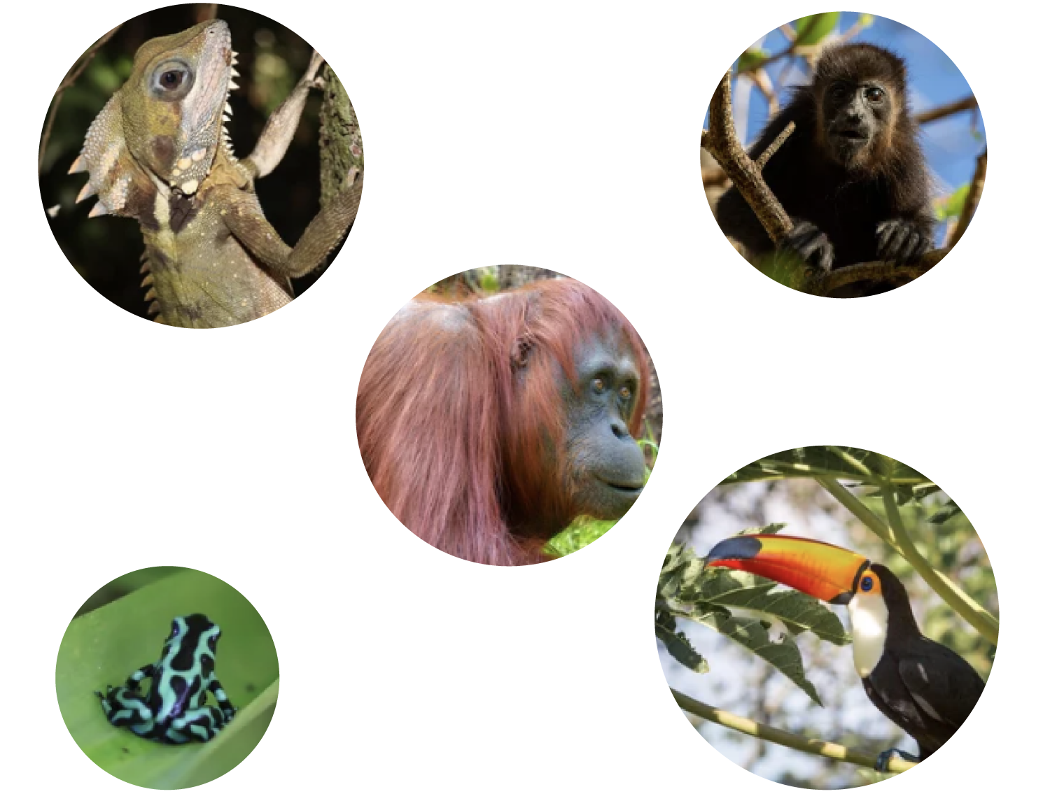 生存を脅かされている動物